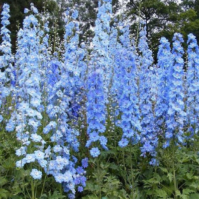 Pied-d'alouette (Delphinium (P) 'Summer Skies')
