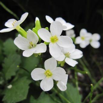 Riz au lait (Arabis caucasica 'Snowcap')