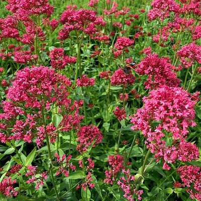 Valériane rouge (Centranthus ruber 'Coccineus')