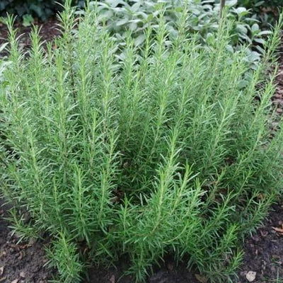 Romarin (Rosmarinus Officinalis)