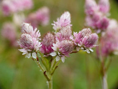 Rosaire (Antennaria dioica)