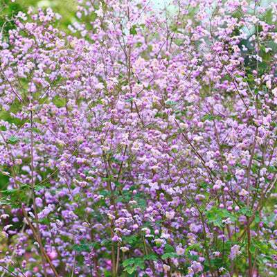 Roux (Thalictrum delavayi)