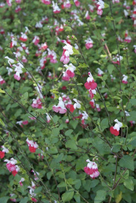 Sauge (Salvia microphylla 'Hotlips')