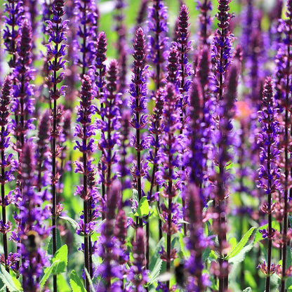 Salie (Salvia nemorosa Caradonna) - Tuinplanten