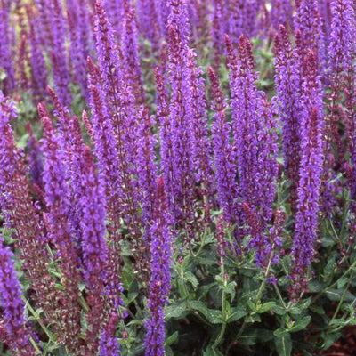 Sauge (Salvia nemorosa 'Blaukönigin')