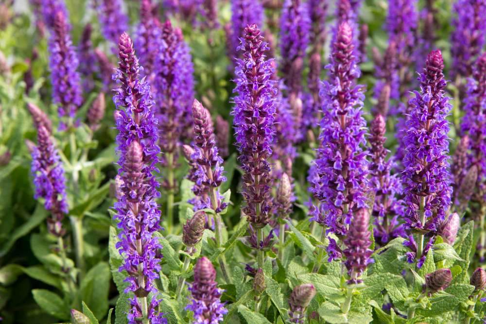 Salie (Salvia nemorosa 'Ostfriesland') - Tuinplanten