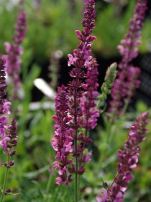 Sauge (Salvia nemorosa 'Rose Queen')