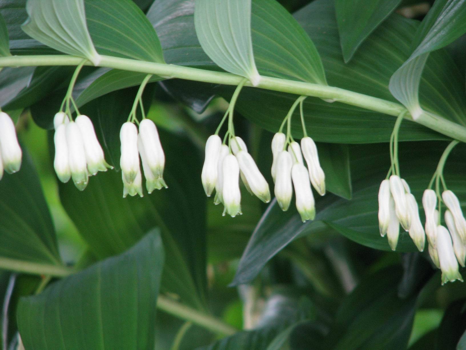 Salomonszegel (Polygonatum multiflorum) - Tuinplanten