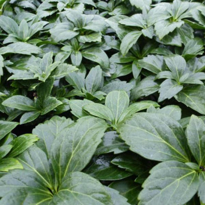 Schaduwkruid (Pachysandra terminalis 'Green Carpet') - Tuinplanten