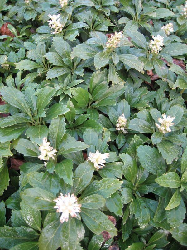 Schaduwkruid (Pachysandra terminalis 'Green Carpet') - Tuinplanten