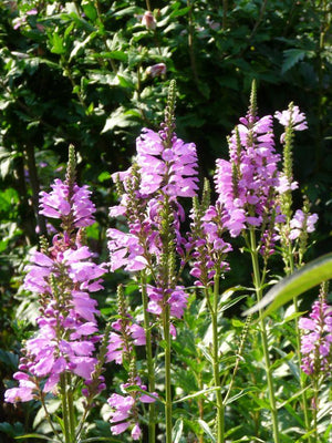 Plante charnière (Physostegia virginiana 'Bouquet Rose')