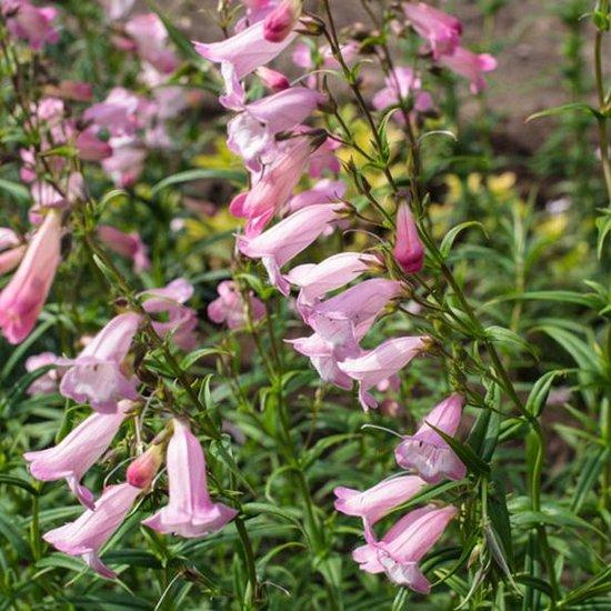 Schildpadbloem (Penstemon 'Apple Blossom') - Tuinplanten