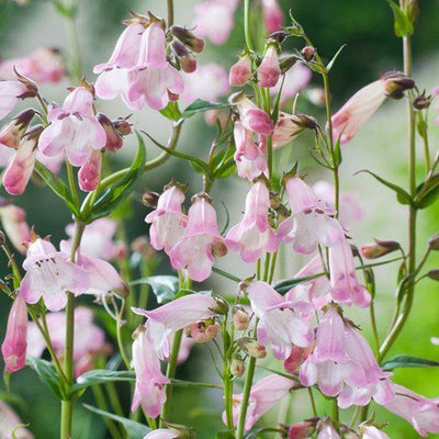 Fleur de tortue (Penstemon 'Apple Blossom')