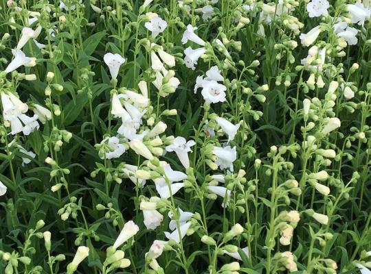 Schildpadbloem (Penstemon 'White Bedder') - Tuinplanten