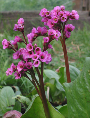 Plante cordonnier (Bergenia cordifolia 'Purpurea')