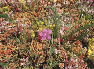 Sachet de Sedum-Herbe - 1m²