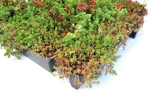 Bac à sedum Click 'n go - 1m²