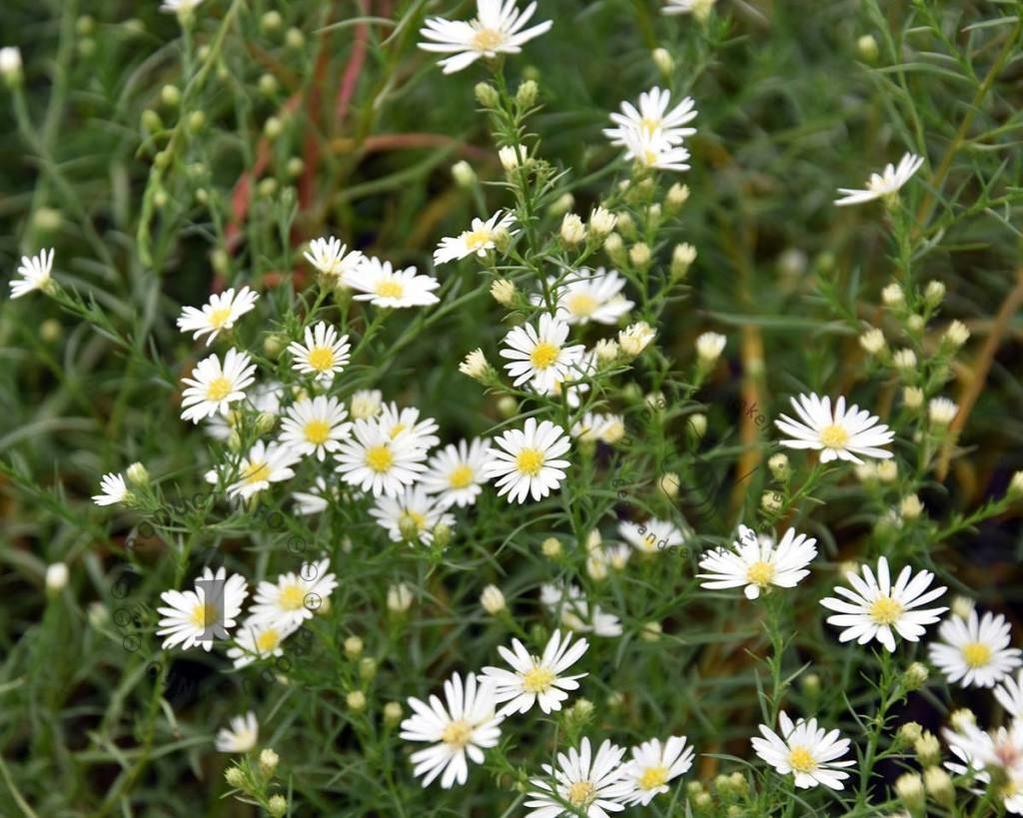 Herfstaster (Aster 'Monte Cassino') - Tuinplanten