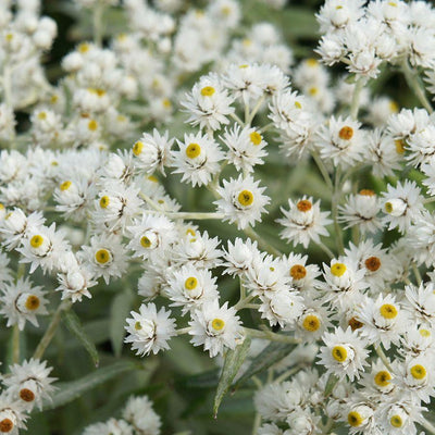 Edelweiss de Sibérie (Anaphélis triplinervis)