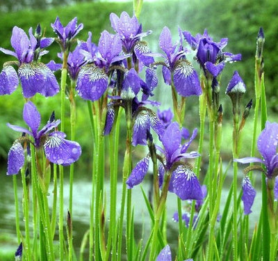 Iris de Sibérie (Iris sibirica 'Blue King')