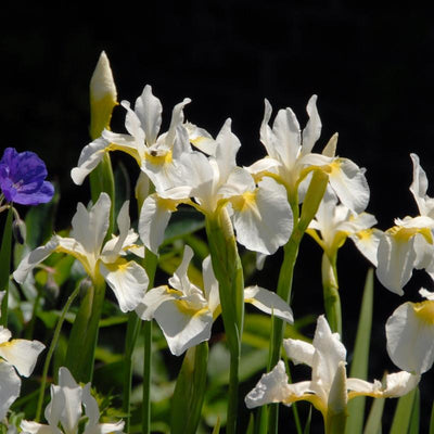 Iris de Sibérie (Iris sibirica 'Reine des neiges')