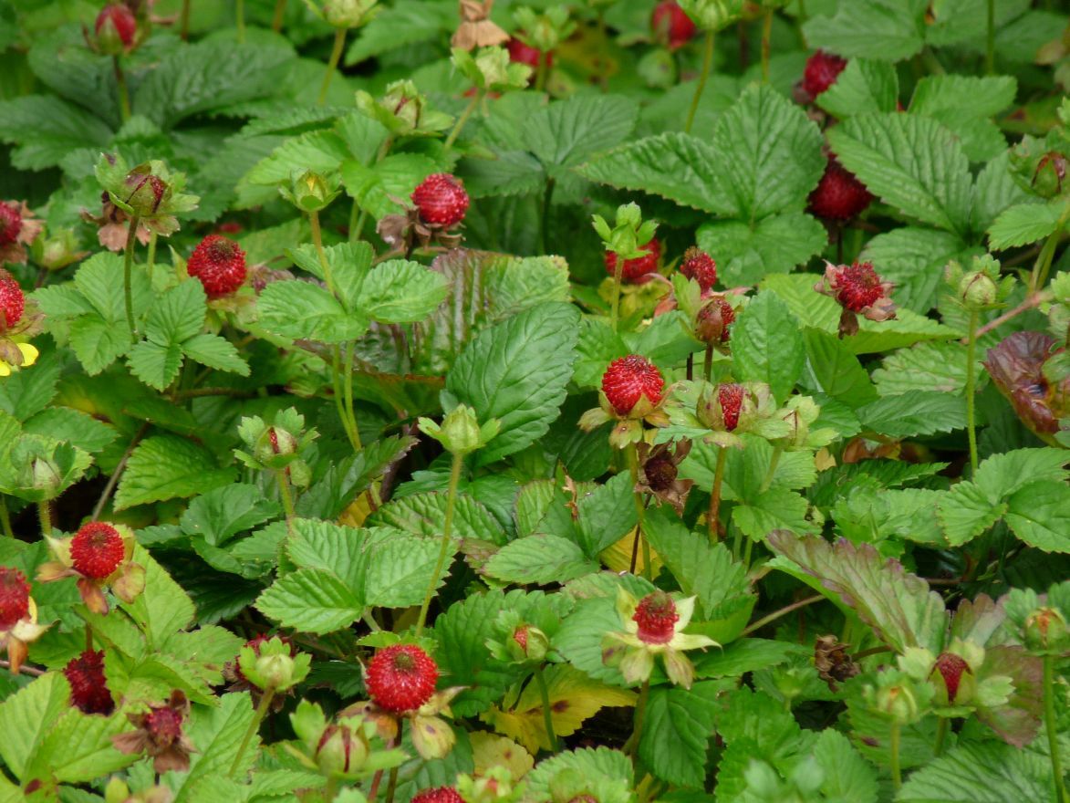 Sieraardbei (Duchesnea indica) - Tuinplanten