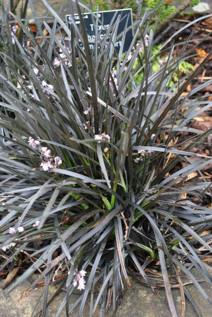 Slangebaard (Ophiopogon planiscapus 'Niger') - Tuinplanten