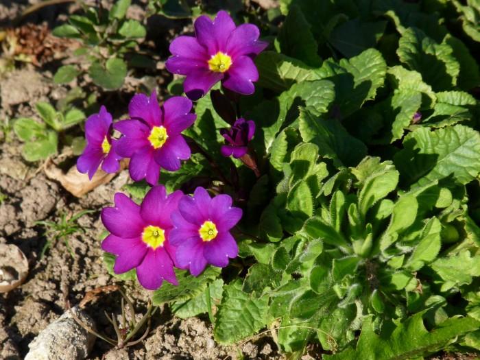 Sleutelbloem (Primula (J) 'Wanda') - Tuinplanten