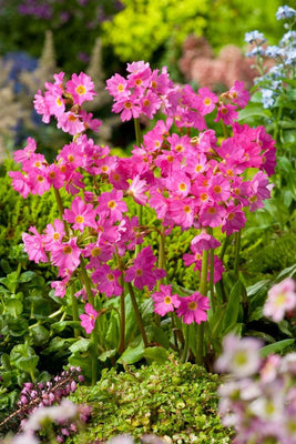 Primevère (Primula rosea 'Grandiflora')