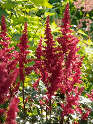 Spirée (Astilbe (A) 'Fanal')