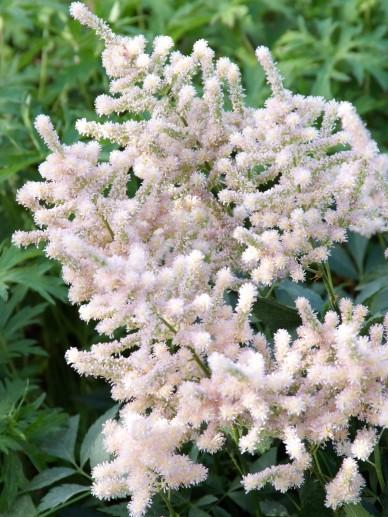Spirea (Astilbe (J) ‘Europa’) - Tuinplanten