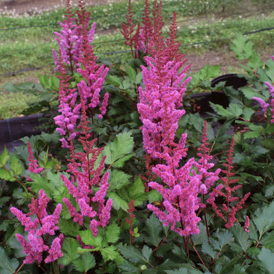 Spirée (Astilbe chinensis 'Vision Red')