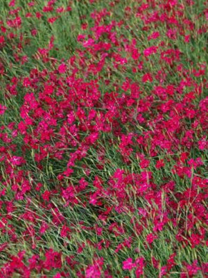 Œillet des rochers (Dianthus deltoides 'Brilliant')