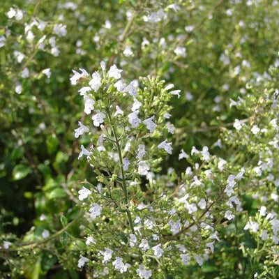 Thym de pierre (Calamintha nepeta ssp. Nepeta)