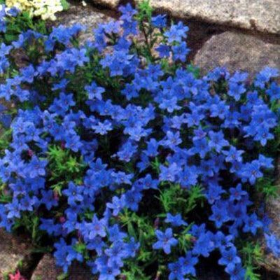 Lithodora diffusa 'Bleu céleste' (Semence de roche)