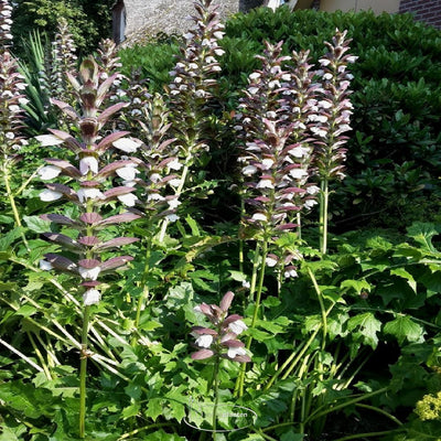 Berce épineuse (Acanthus mollis 'Latifolius')
