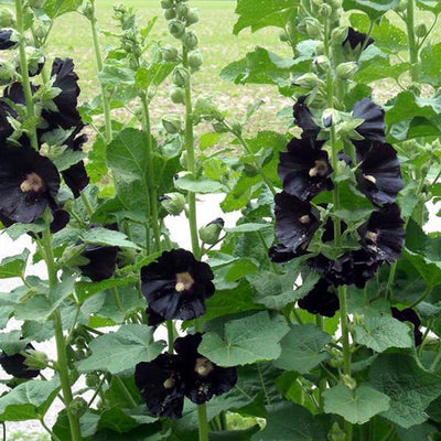 Rose trémière (Alcea rosea 'Nigra')