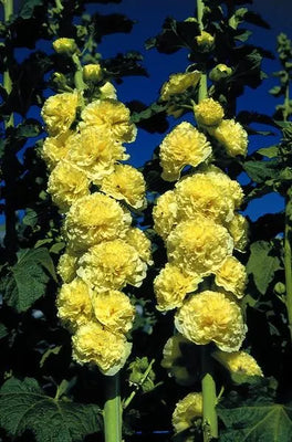 Rose trémière (Alcea rosea 'Aurea')