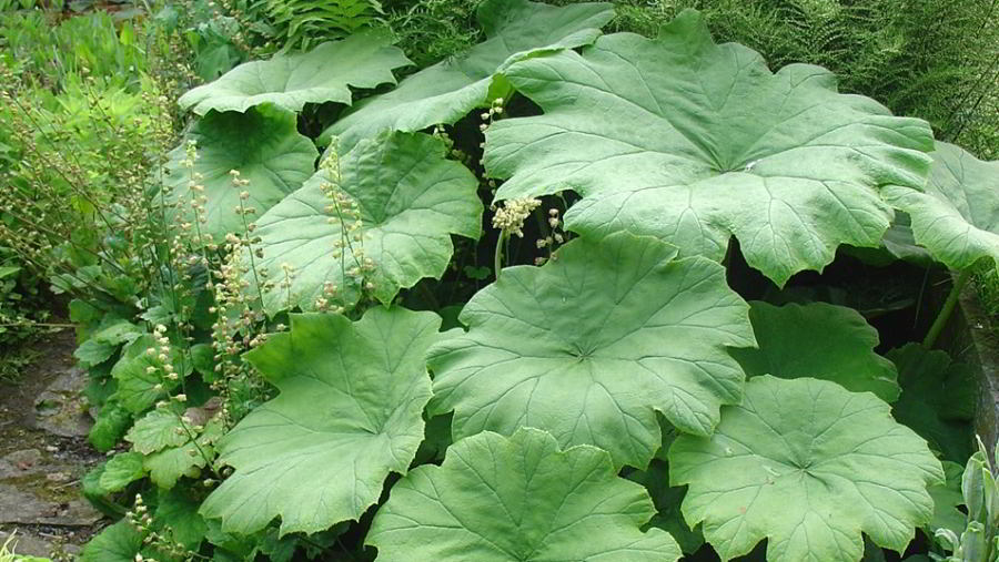 Tafelblad (Astilboides tabularis) - Tuinplanten