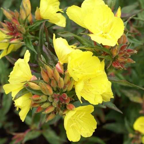 Teunisbloem (Oenothera fruticosa ssp. Glauca) - Tuinplanten