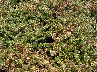 Thym (Thymus 'Doone Valley')