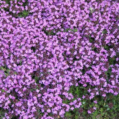 Thym (Thymus praecox 'Coccineus')