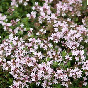 Thym (Thymus praecox 'Pink Chintz')