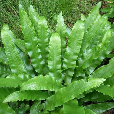 Fougère unique (Asplenium scolopendrium)