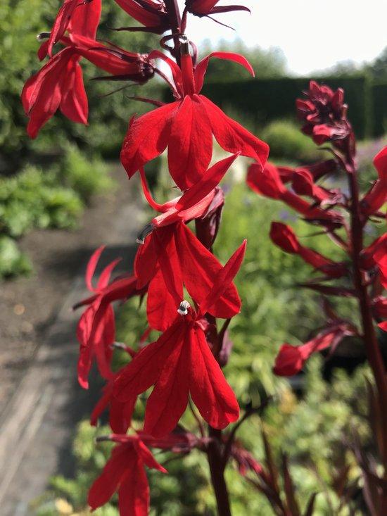 Tuinlobelia (Lobelia fulgens 'Queen Victoria') - Tuinplanten
