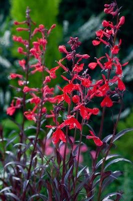 Lobelia de jardin (Lobelia fulgens 'Queen Victoria')