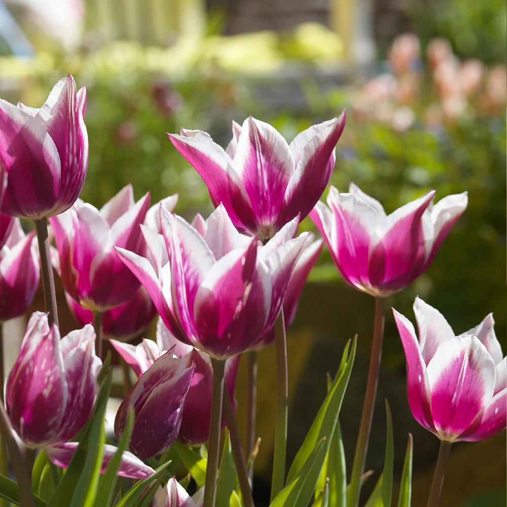 Tulipe Claudia, Fleur de Lys - 20 pièces - Bulbes à fleurs