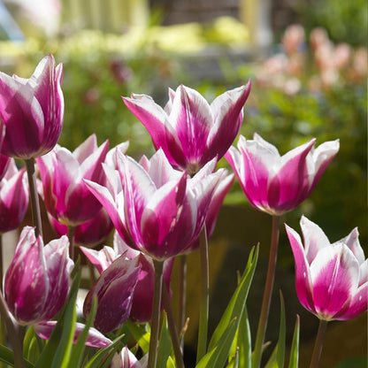 Tulipe Claudia, Fleur de Lys - 20 pièces - Bulbes à fleurs