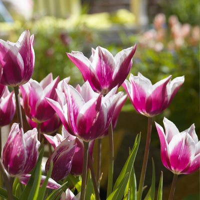 Tulipa Claudia, à fleurs de lys - 20 pièces 