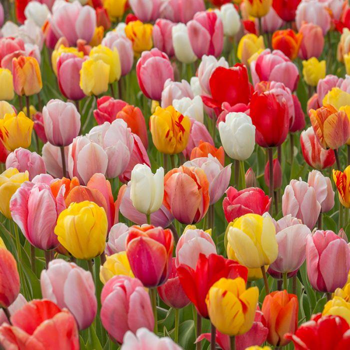 Tulipa Viridiflora Mix - 25 pièces - Bulbes à fleurs